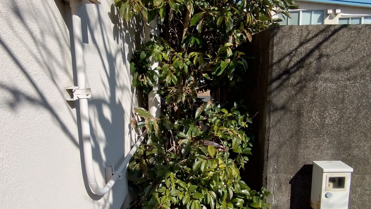 画像2281：静岡県浜松市でスズメバチの巣の撤去作業です。