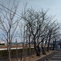 画像2285：静岡県浜松市でスズメバチの巣の撤去作業です。
