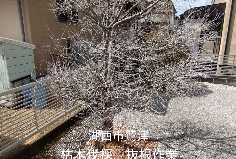 画像2346：湖西市鷲津で枯れ木の伐採、抜根作業です