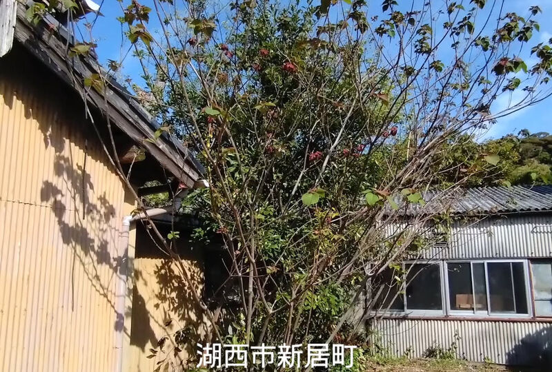 画像2352：湖西市新居町で雑木伐採作業です