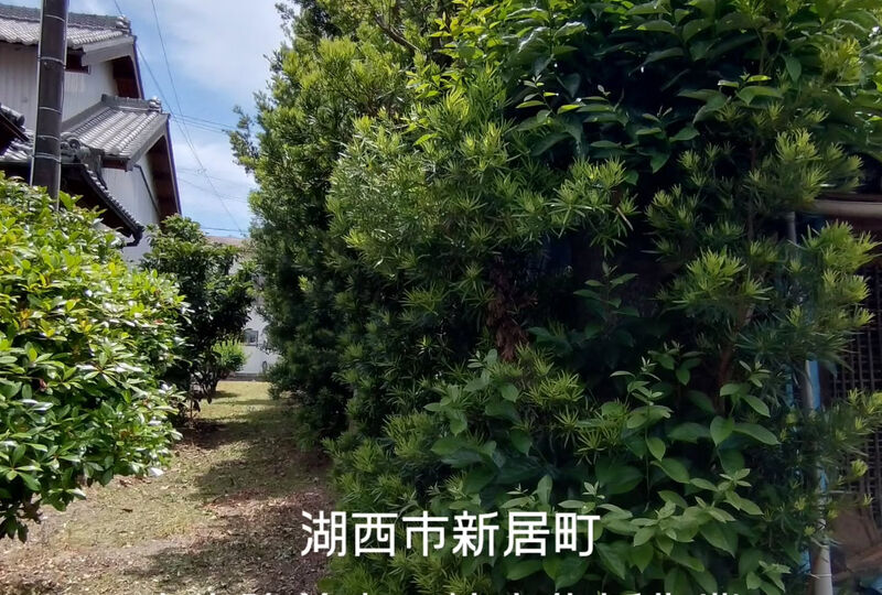 画像2360：湖西市新居町で高木強剪定と枯木伐採作業です