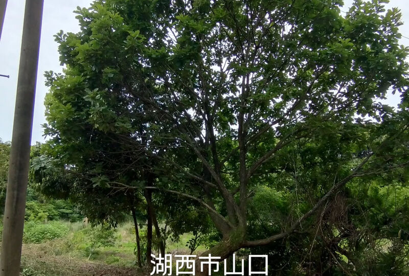 画像2371：湖西市山口で高木伐採作業です