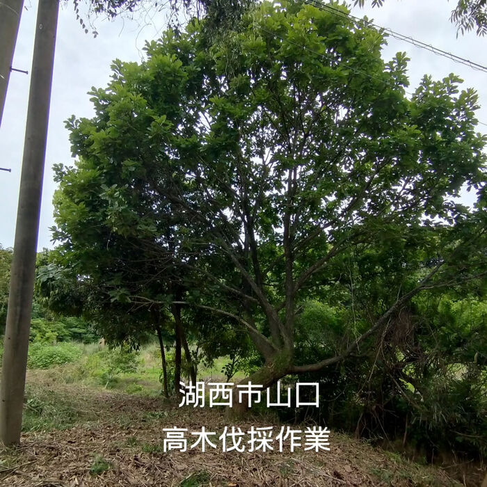 ブログ画像